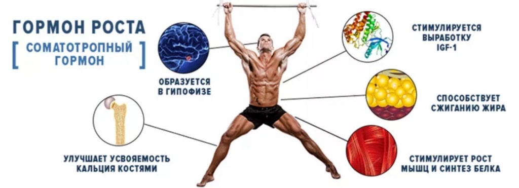 Функции гормона роста в теле человека