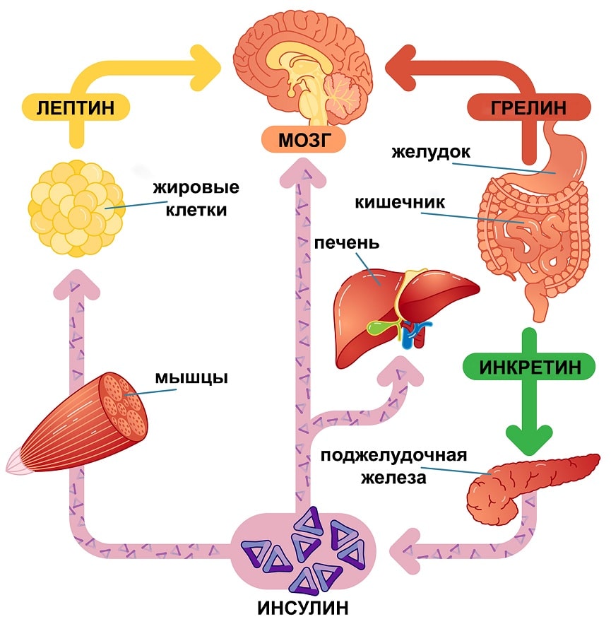 лептин грелин инсулин контролируют аппетит гормоны